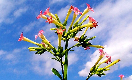 Nicotiana Tabacum Flower